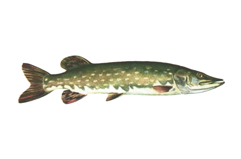 szczupak szczupak
